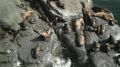 Спокойная жизнь на скалах посреди Охотского моря