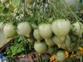 Удивительное сочетание: подзимняя посадка томатов - как это работает?