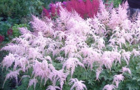 Астильбы: цветочные звезды июля, которые добавят шарма вашему саду