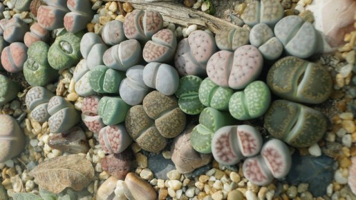 Эти неприхотливые цветы идеально растут на южных окнах: посадите яркие «живые камни»