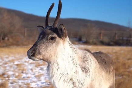 Старатели приютили маленьких лосиху и олениху на Колыме