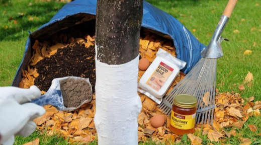 Как вернуть жизнь деревьям: простейший рецепт побелки от экспертов