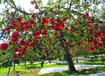 Проблемы, угрожающие пышному саду