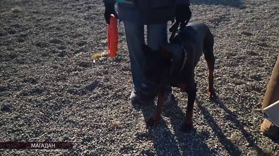 За полгода более 30 магаданцев привлекли к ответственности за неправильный выгул собак