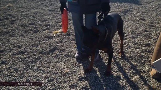 За полгода более 30 магаданцев привлекли к ответственности за неправильный выгул собак