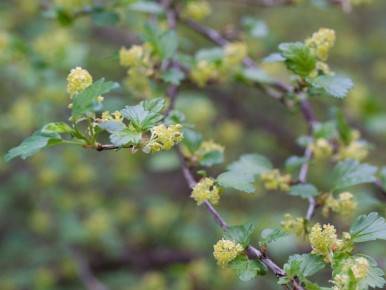 Секреты черной смородины: почему куст зеленеет, но плодов нет?