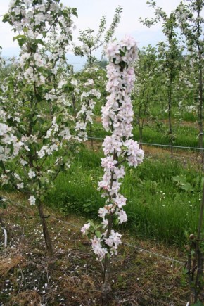 Почему колонновидные яблони становятся новым трендом в садоводстве?