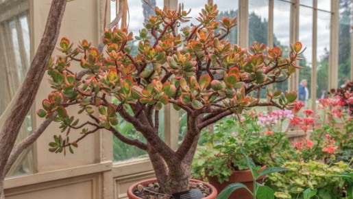 Денежное дерево будет расти как на дрожжах: не бойтесь сделать с цветком одну процедуру