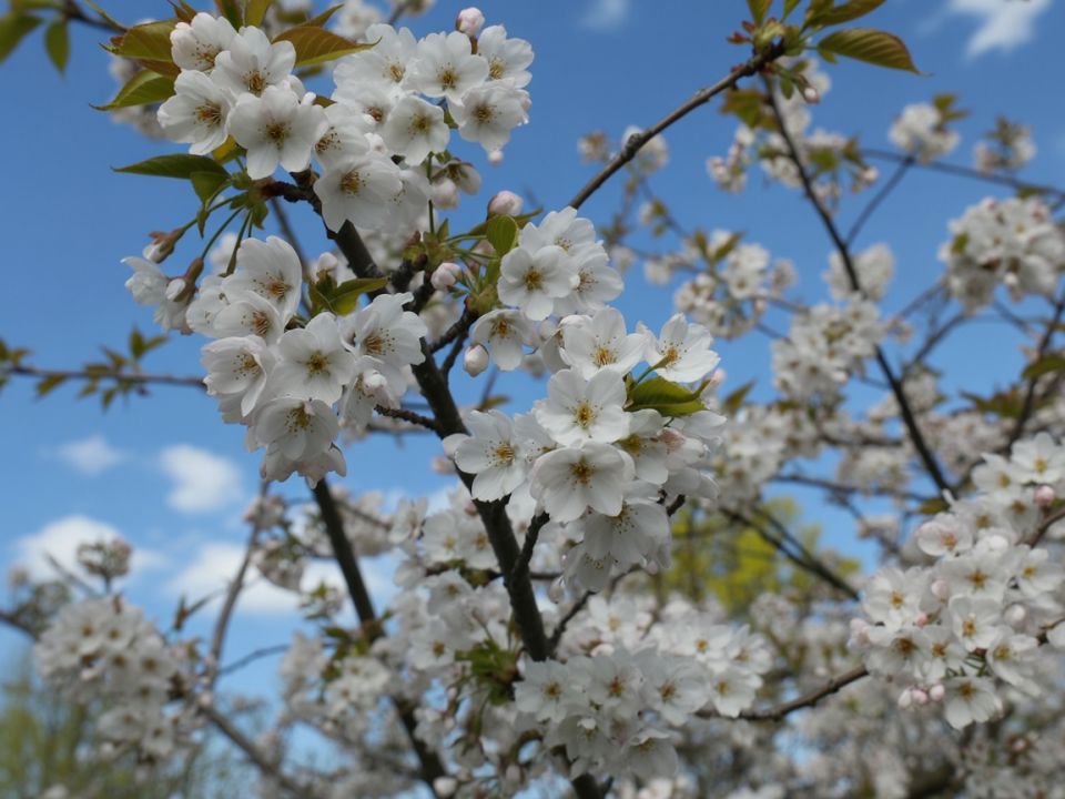 Эффективные секреты для рекордного урожая вишни: как наладить опыление