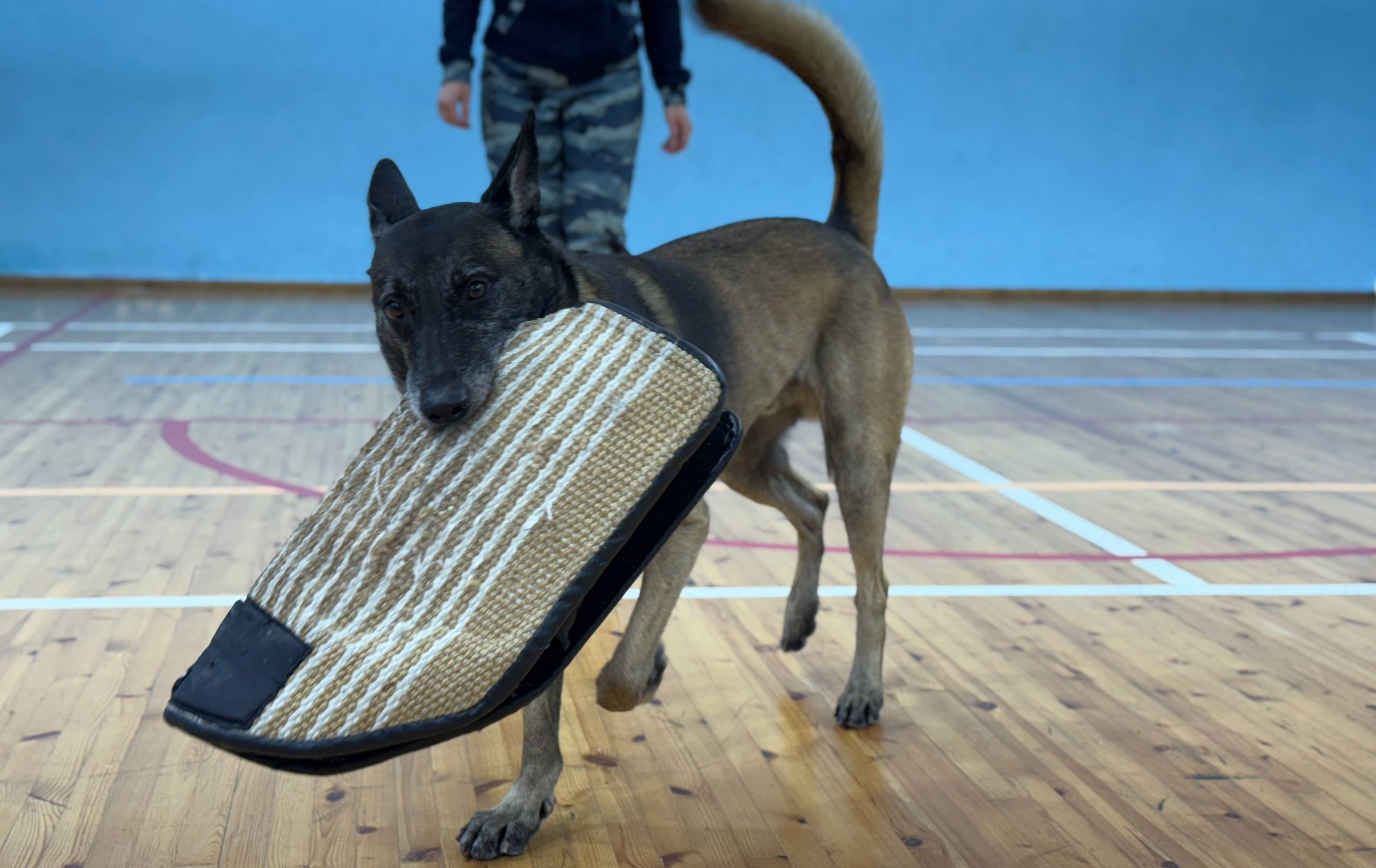 От инспектора-кинолога ЦКС ОМВД России по городу Магадану Екатерины Несмияновой молодые люди узнали, что собаки выполняют самые различные задачи – от нахождения похищенных вещей до поиска взрывчатых или наркотических веществ От инспектора-кинолога ЦКС ОМВД России по городу Магадану Екатерины Несмияновой молодые люди узнали, что собаки выполняют самые различные задачи – от нахождения похищенных вещей до поиска взрывчатых или наркотических веществ