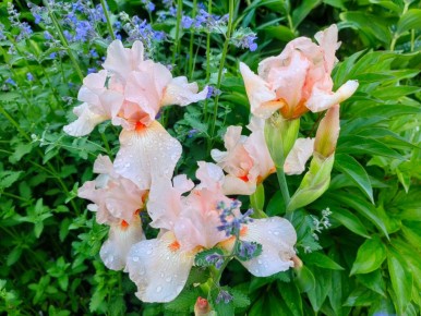 Ирисы — нежные крылья, которые расцветают даже в непростых условиях