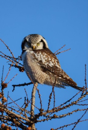 В субботу, 8 ноября, в Магаданской области солнечно
