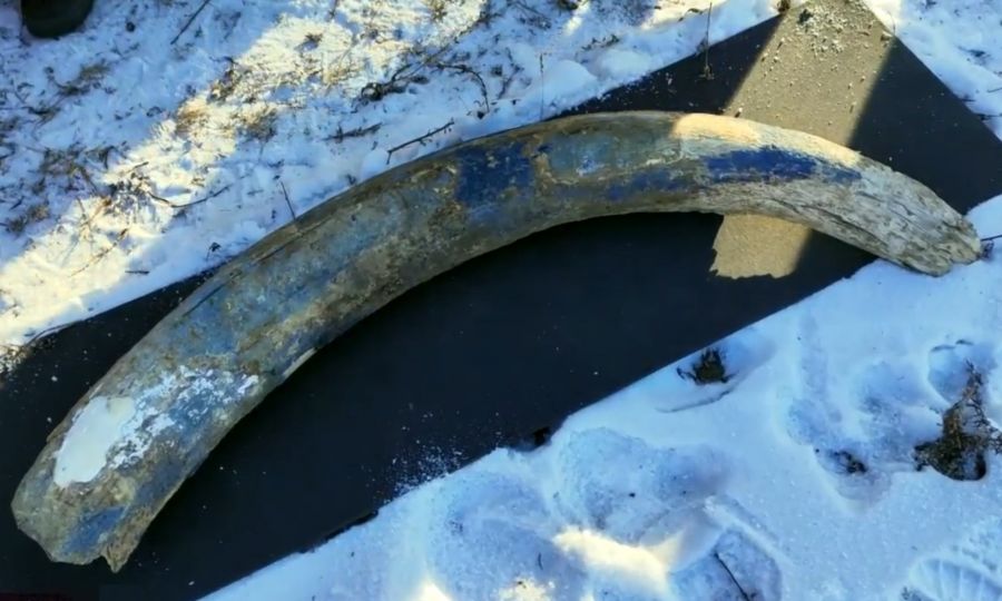 Медведей проводили в спячку по традициям коренных северян в Омсукчане Медведей проводили в спячку по традициям коренных северян в Омсукчане