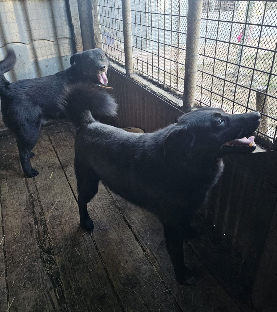 Неравнодушные колымчане спасают брошенных хвостатых и вы можете помочь прямо сейчас Неравнодушные колымчане спасают брошенных хвостатых и вы можете помочь прямо сейчас