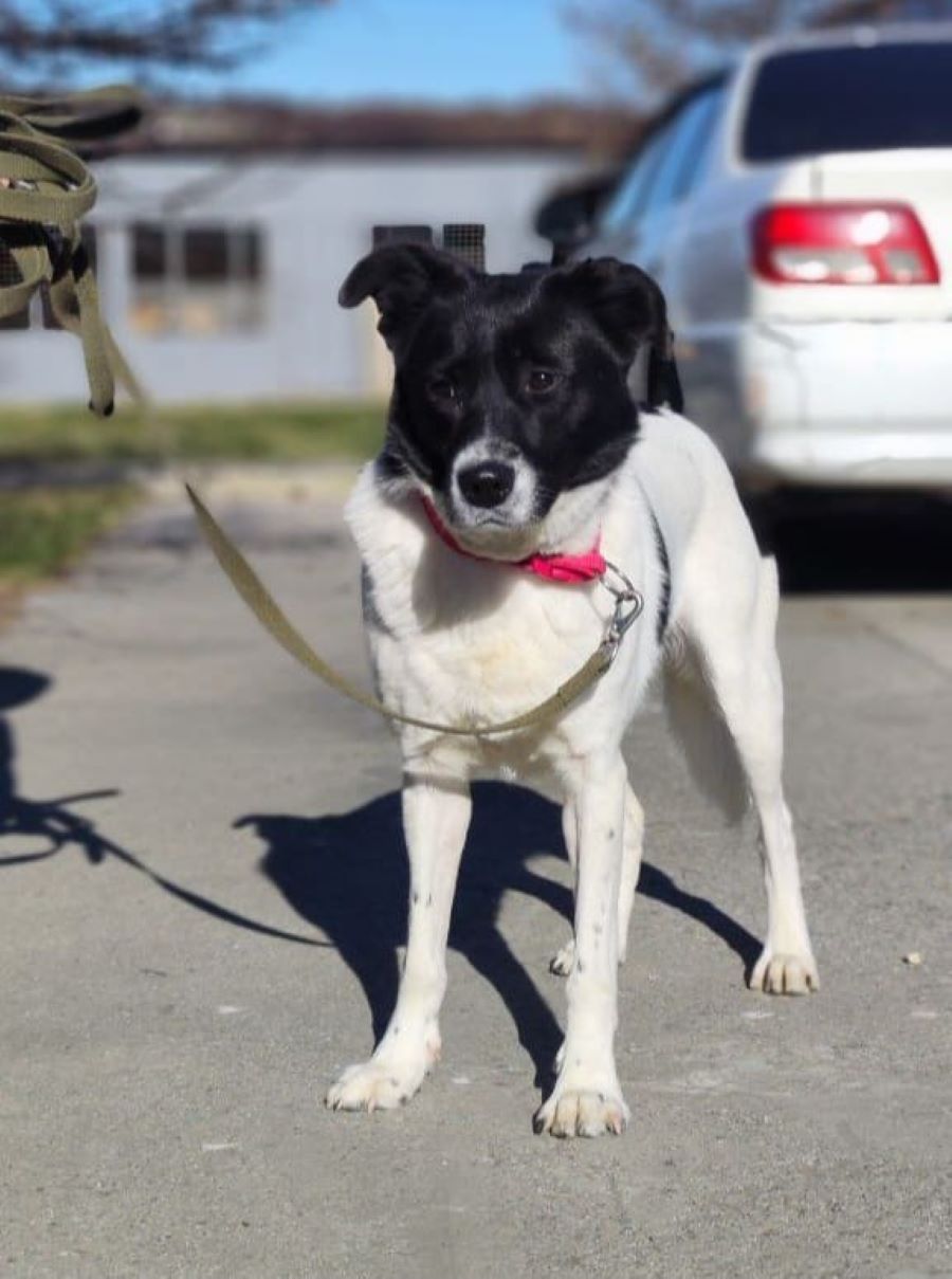 Неравнодушные колымчане спасают брошенных хвостатых и вы можете помочь прямо сейчас Неравнодушные колымчане спасают брошенных хвостатых и вы можете помочь прямо сейчас