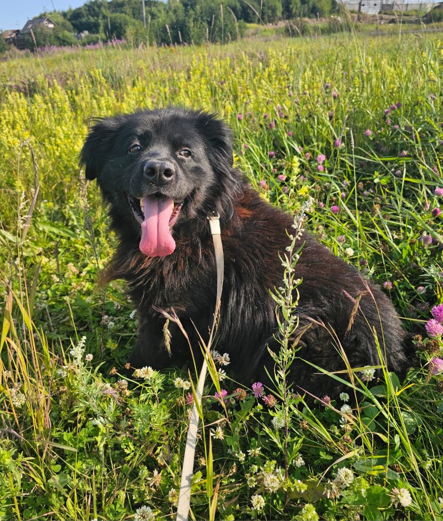 Неравнодушные колымчане спасают брошенных хвостатых и вы можете помочь прямо сейчас Неравнодушные колымчане спасают брошенных хвостатых и вы можете помочь прямо сейчас