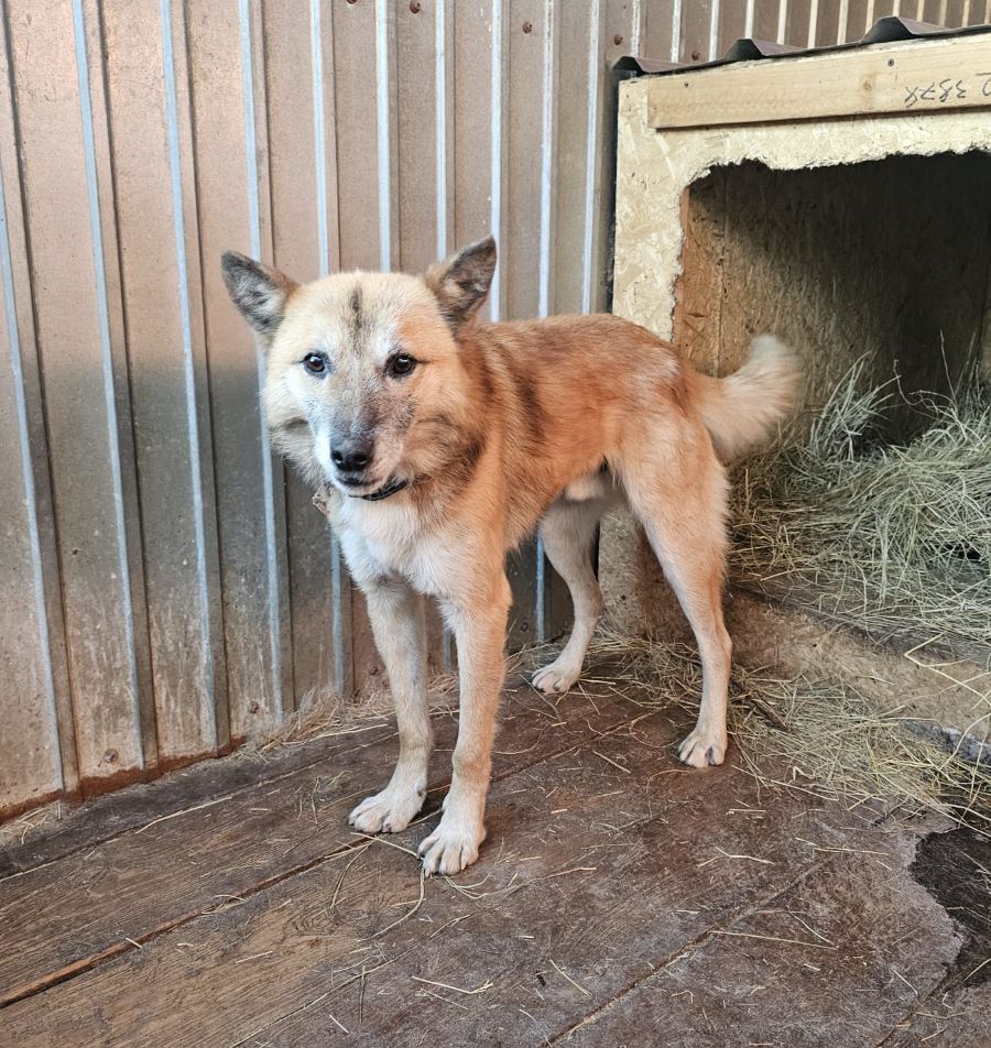 Неравнодушные колымчане спасают брошенных хвостатых и вы можете помочь прямо сейчас Неравнодушные колымчане спасают брошенных хвостатых и вы можете помочь прямо сейчас