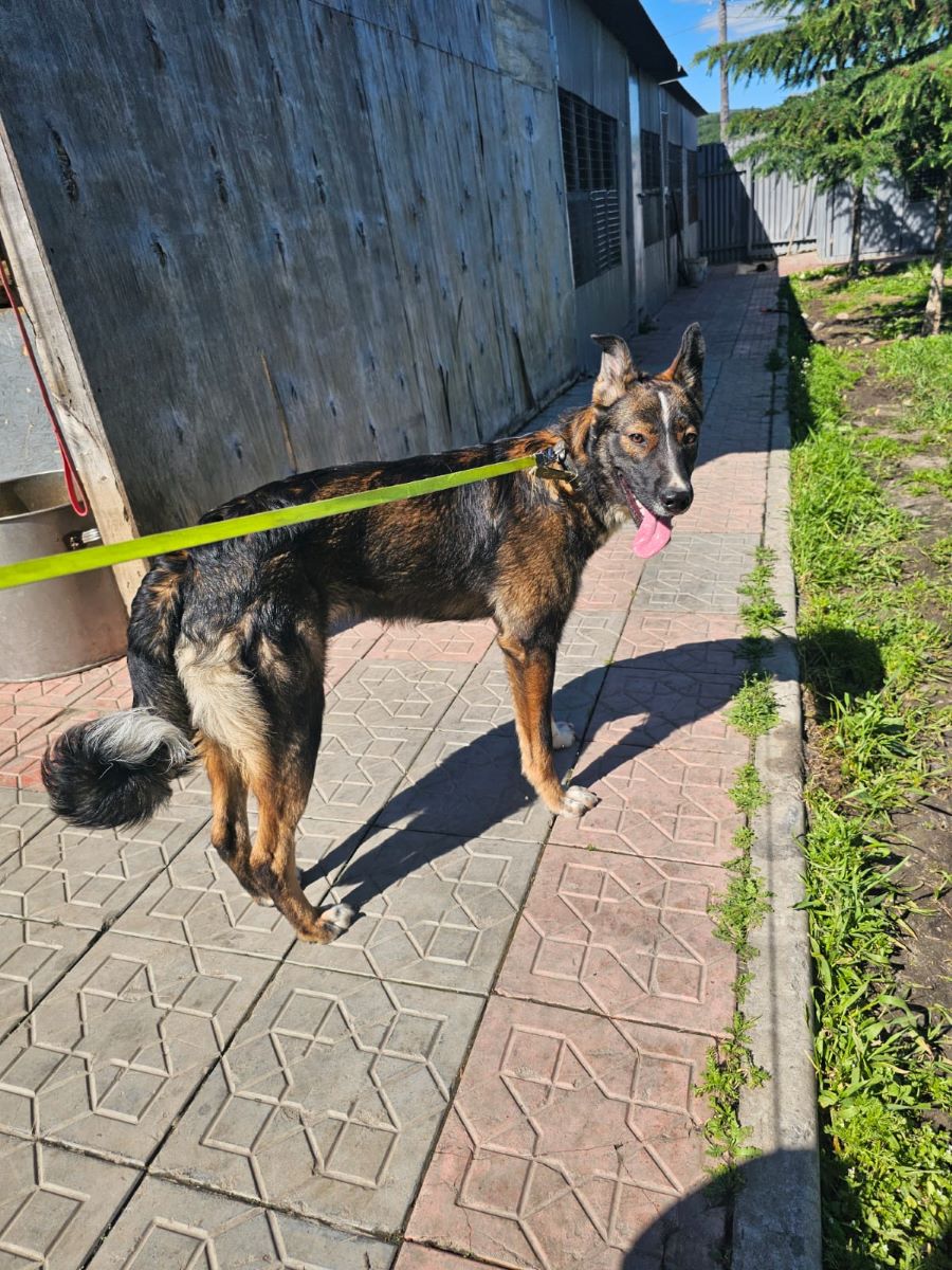 Неравнодушные колымчане спасают брошенных хвостатых и вы можете помочь прямо сейчас Неравнодушные колымчане спасают брошенных хвостатых и вы можете помочь прямо сейчас