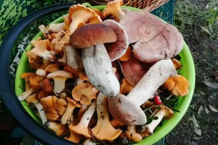 Лисички горчат: как приготовить правильно, чтобы вкус был идеальным