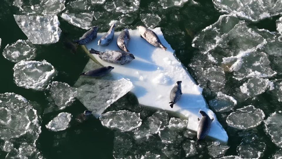 Славную компанию тюленей засняли на побережье Магаданской области
