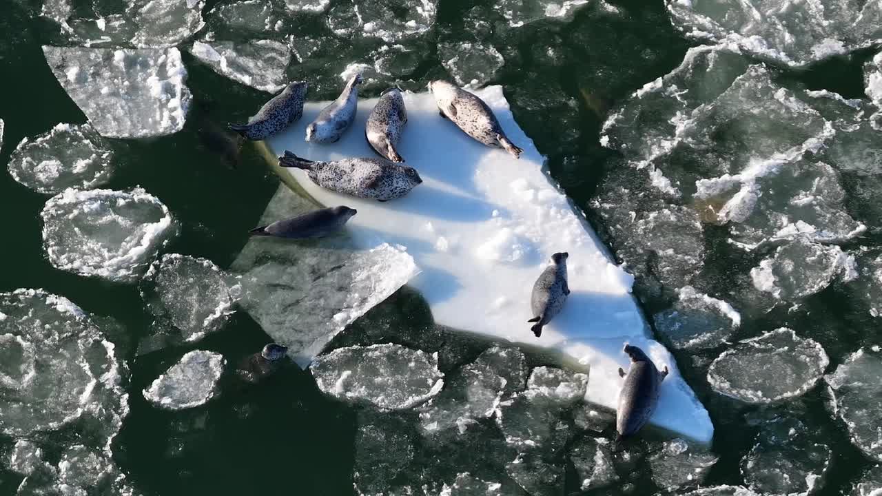 Славную компанию тюленей засняли на побережье Магаданской области