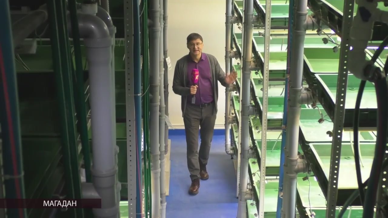 Увеличить производство зелени в магаданском крестьянско-фермерском хозяйстве планируют весной 2026 года