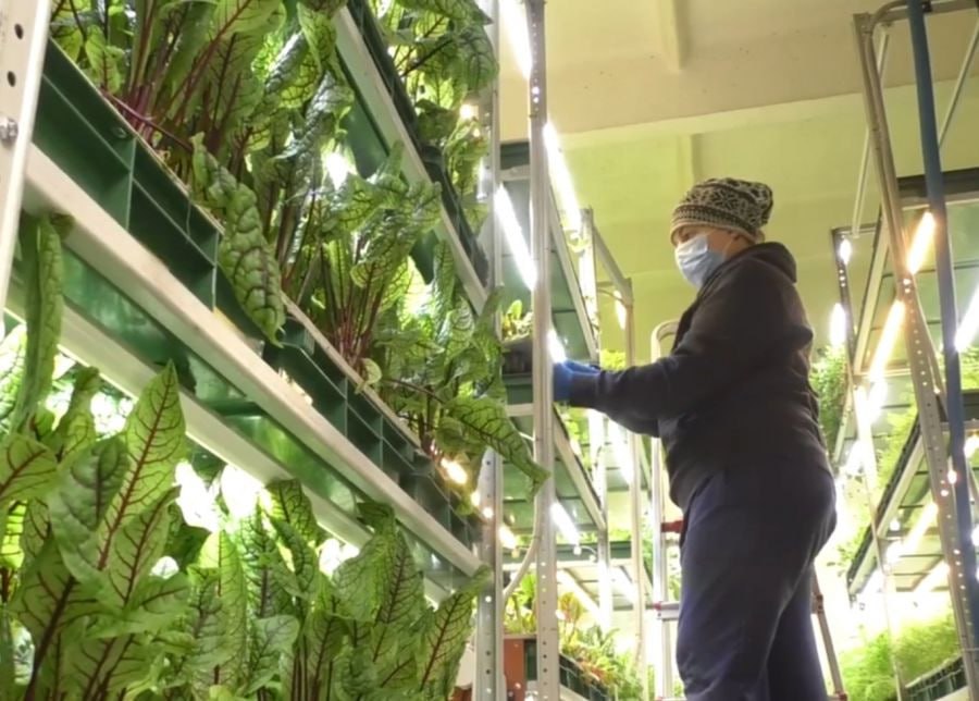 Производство зелени на гидропонике будут наращивать в Магадане