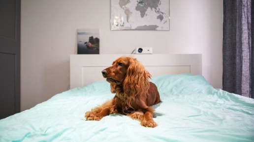 В России могут ввести норму жилплощади для домашних животных