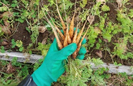 Начинающие дачники допускают эти простые ошибки при выращивании моркови на Колыме