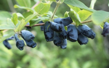 Как добиться щедрого урожая жимолости: секреты правильной подкормки