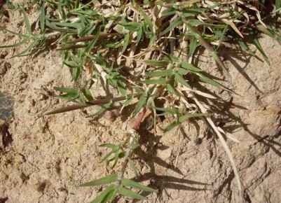 Эффективные народные методы борьбы с сорняками