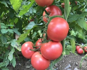 Секреты успешного урожая: как вырастить идеальные томаты в 2025-м