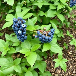 Жимолость: от выбора сорта до сбора урожая – секреты успешного выращивания