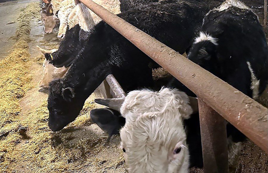 Прокуратура продолжает следить за состоянием животных в крупнейшем хозяйстве Магаданской области