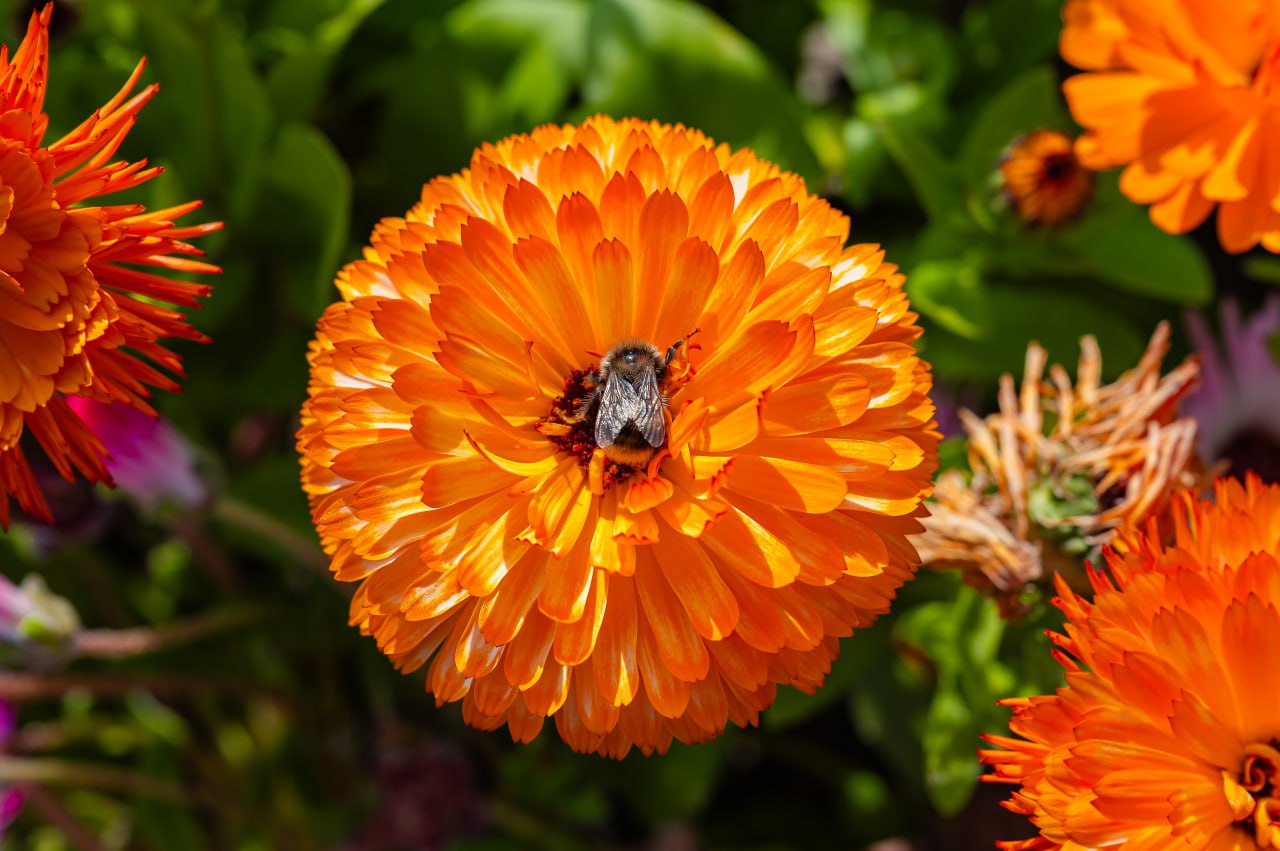 Лариса Поликанова: Более 1,5 тысячи кустарников, свыше 350 деревьев и 180 тысяч цветов украсили Магадан в сезоне благоустройства 2025 года