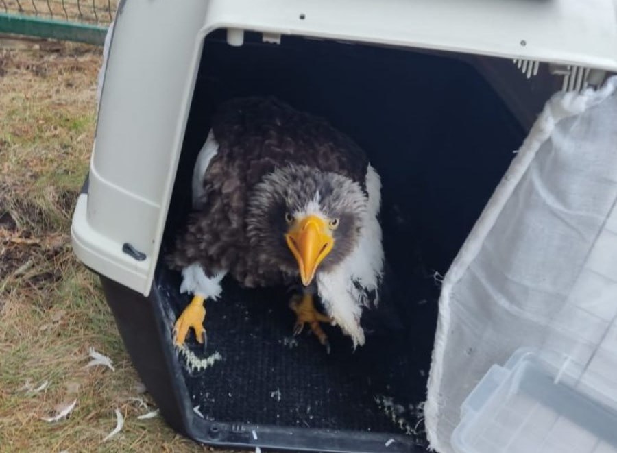 Белоплечий орлан улетел из Магаданской области на Урал