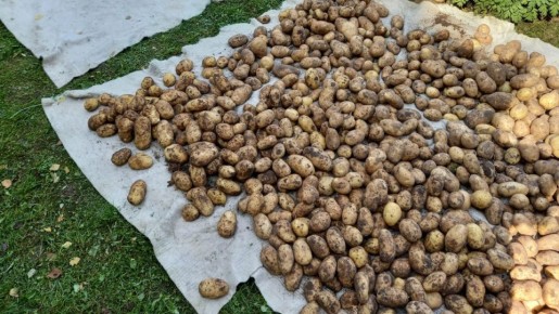 Как заменить навоз на сидераты и улучшить урожай картофеля