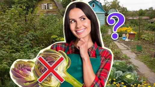 Это растение по вкусу не уступает артишокам: за ним даже ухаживать не нужно