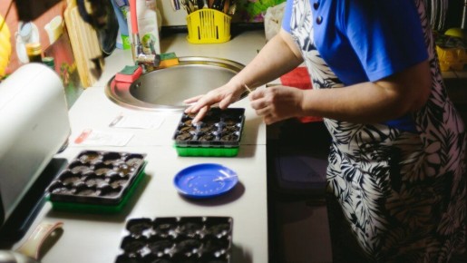 Как сажать перцы: секреты и советы опытных огородников