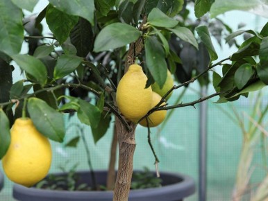 Как обрезка лимонного дерева помогает добиться выдающегося урожая