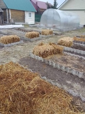 Секреты борьбы с сорняками: как избежать неприятностей с семенами в мульче