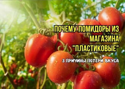 Почему магазинные помидоры не радуют вкусом? Три главные причины