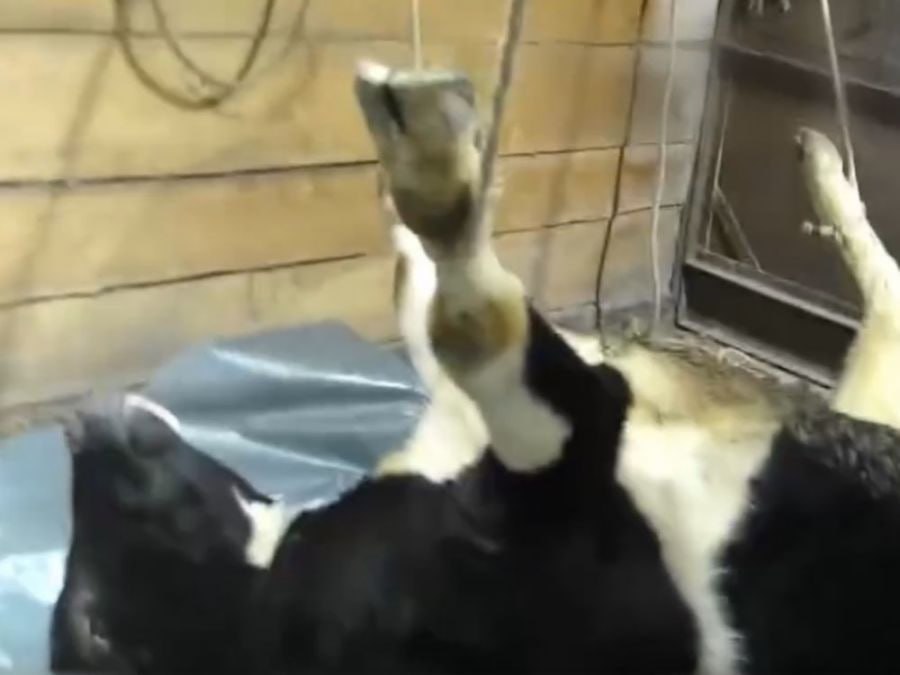 Педагог ответил за попытку жертвоприношения и выращивание запрещенных растений в Магадане