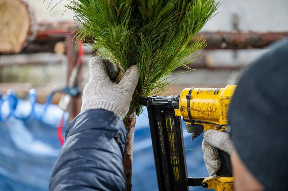 Магаданский городской лесхоз снова погрузился в предновогодние хлопоты