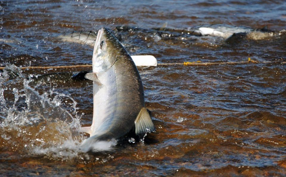 Более 65 тонн рыбы и морепродуктов изъяли из незаконного оборота на Колыме за 9 месяцев 2025 года