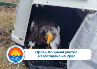 Белоплечий орлан уже прилетел из Магаданской области в аэропорт Екатеринбурга