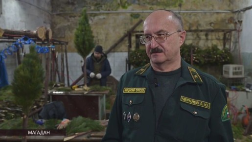 Магаданский горлесхоз продолжает изготовление ёлок к Новому году