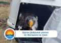 Белоплечий орлан уже прилетел из Магаданской области в аэропорт Екатеринбурга