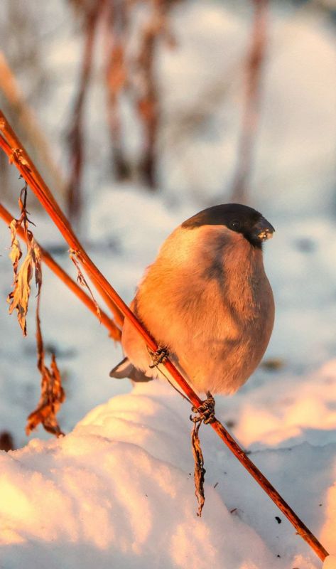 В среду, 26 ноября, в Магаданской области преимущественно солнечно