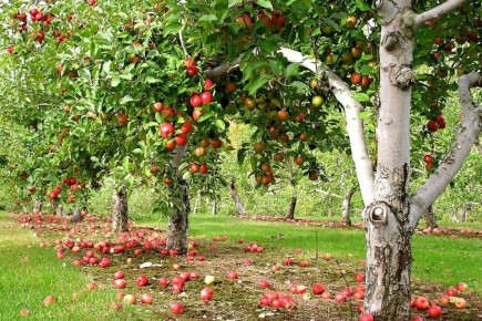Летние яблочные сорта: как выбрать идеальный вид для вашего сада